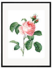 Gerahmter Kunstdruck Rosa