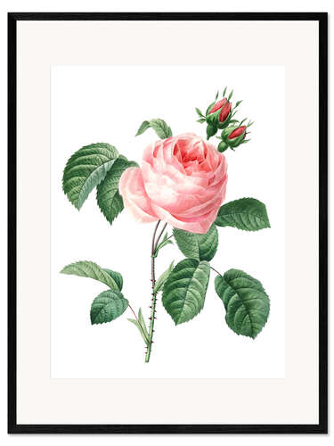 Stampa artistica con cornice Rosa