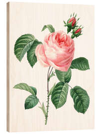 Obraz na drewnie  pink - Pierre Joseph Redouté