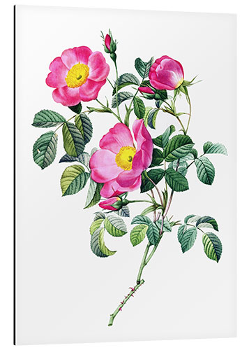 Aluminium print Rosa pumila