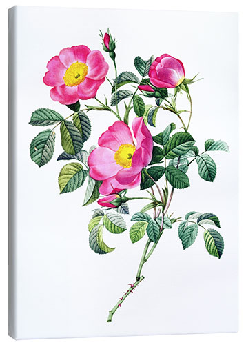 Canvas print Rosa pumila