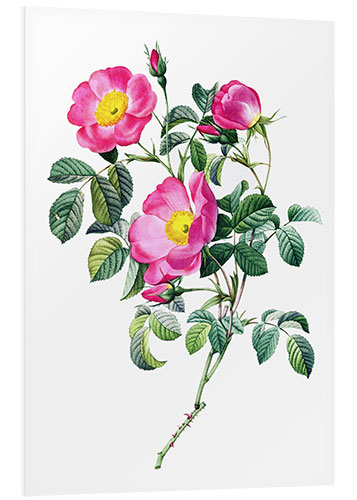 Foam board print Rosa pumila