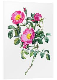 Foam board print Rosa pumila