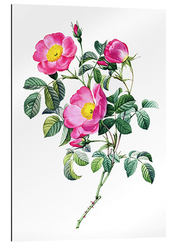 Galleritryk Rosa pumila