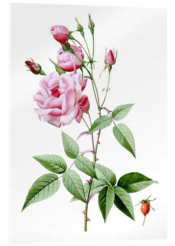 Acrylglas print Rosa Indica Vulgaris