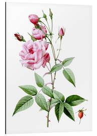 Aluminium print Rosa Indica Vulgaris