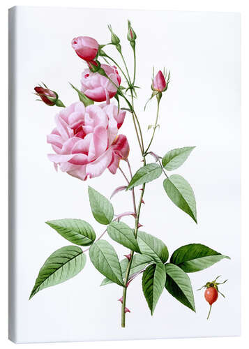 Canvas print Rosa Indica Vulgaris