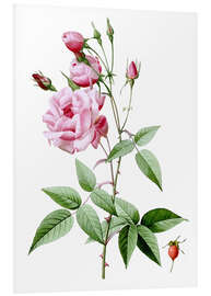 Foam board print Rosa Indica Vulgaris