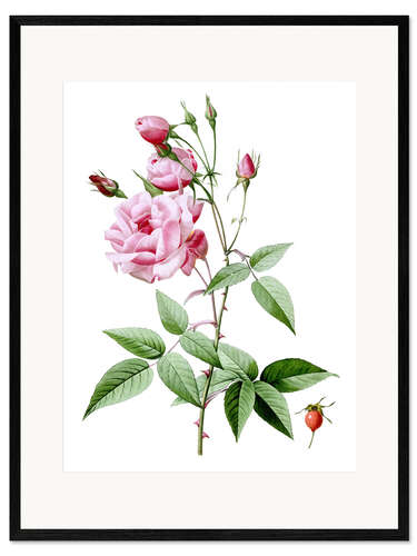 Framed art print Rosa Indica Vulgaris