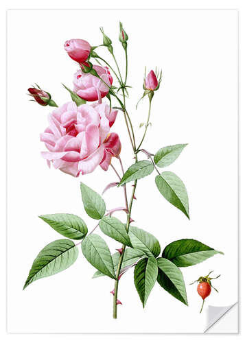 Wall sticker Rosa Indica Vulgaris