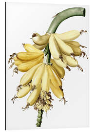 Quadro em alumínio Banana (Musa paradisiaca) - Pierre Joseph Redouté