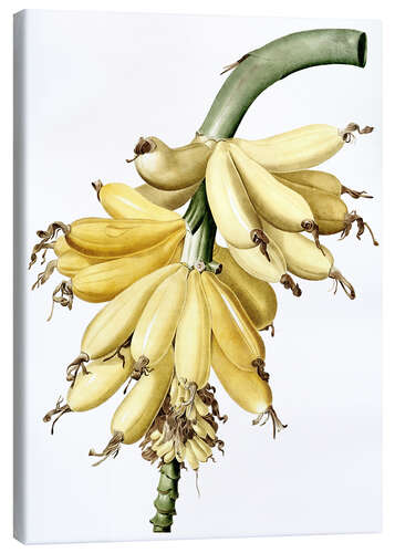 Canvas print Banana (Musa paradisiaca)