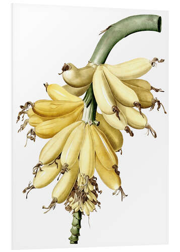 Tableau en PVC Bananes (Musa paradisiaca)