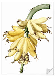 Naklejka na ścianę Banana (Musa paradisiaca) - Pierre Joseph Redouté