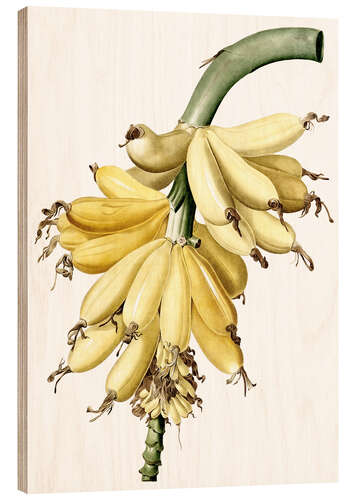 Cuadro de madera Banana (Musa paradisiaca)