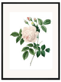 Gerahmter Kunstdruck Cyme Rose