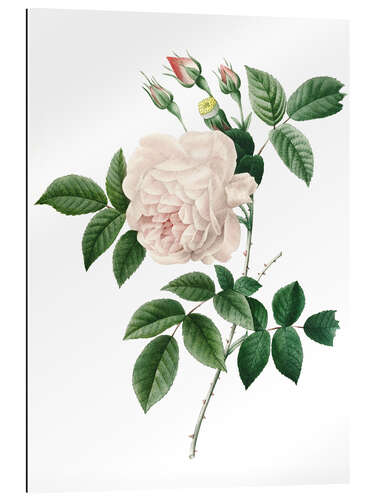 Gallery print Cyme Rose