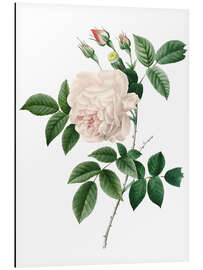 Magnettafel Cyme Rose