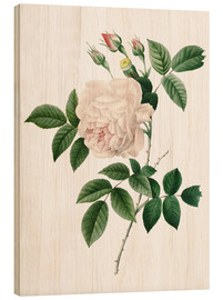 Stampa su legno  Rosa - Pierre Joseph Redouté