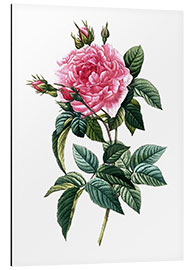 Aluminium print Rosa Gallica Regalis