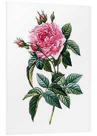 Foam board print Rosa Gallica Regalis