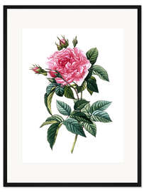 Gerahmter Kunstdruck Rose Gallica Regalis