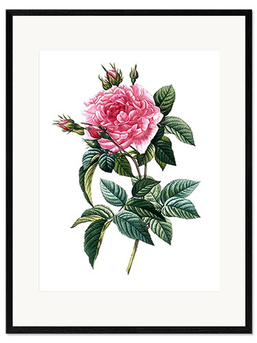 Framed art print Rosa Gallica Regalis