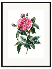 Gerahmter Kunstdruck Rose Gallica Regalis