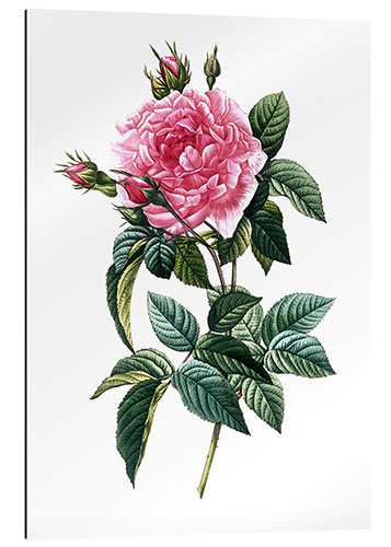 Gallery print Rosa Gallica Regalis