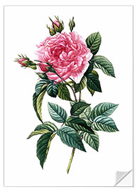 Wandsticker Rose Gallica Regalis