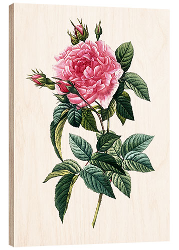 Wood print Rosa Gallica Regalis