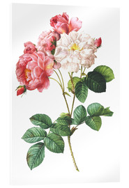 Obraz na szkle akrylowym  Rosa Damascena - Pierre Joseph Redouté