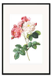 Gerahmter Kunstdruck Rosa Damascena