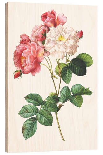 Hout print Rosa Damascena