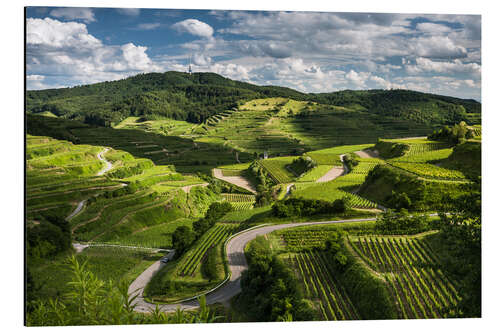 Quadro em alumínio Vine yards in Kaiserstuhl during Spring Time