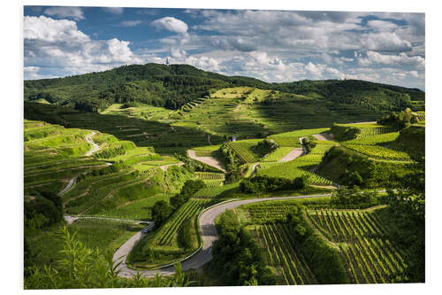 Stampa su PVC Vine yards in Kaiserstuhl during Spring Time