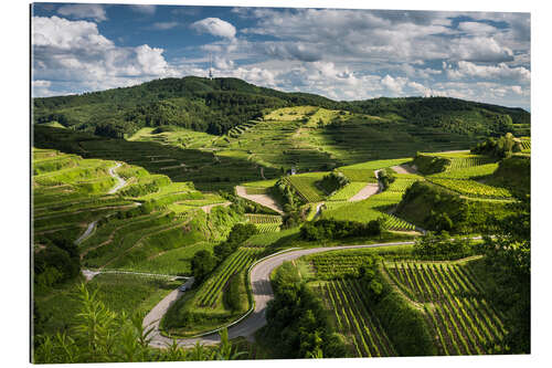 Quadro em plexi-alumínio Vine yards in Kaiserstuhl during Spring Time