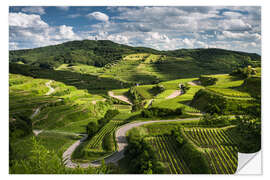 Wall sticker Vine yards in Kaiserstuhl during Spring Time