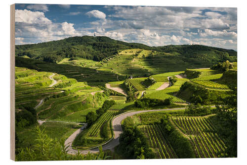 Wood print Vine yards in Kaiserstuhl during Spring Time