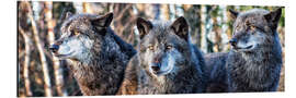 Aluminiumtavla Three wolves