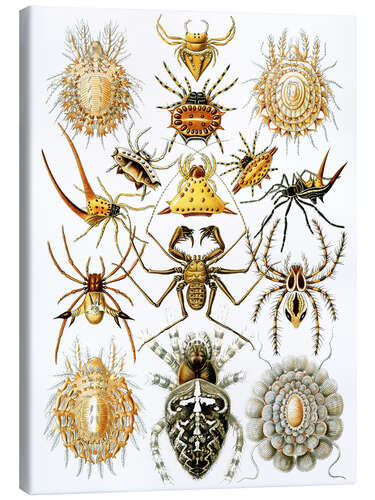 Canvas-taulu Hämähäkkieläimet, Arachnida (Art Forms in Nature, 1899)