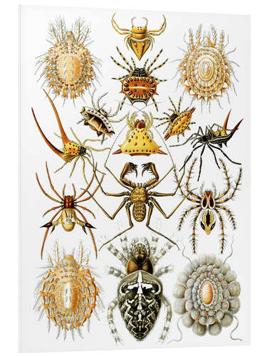 Hartschaumbild Spinnentiere, Arachnida (Kunstformen der Natur, 1899)