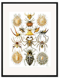 Gerahmter Kunstdruck Spinnentiere, Arachnida (Kunstformen der Natur, 1899)