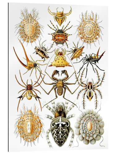 Gallery print Pajęczaki, Arachnida (Kunstformen der Natur, 1899)