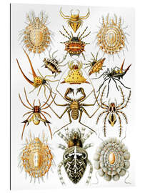 Tableau en plexi-alu Arachnides, Arachnida (Formes artistiques de la nature, 1899)