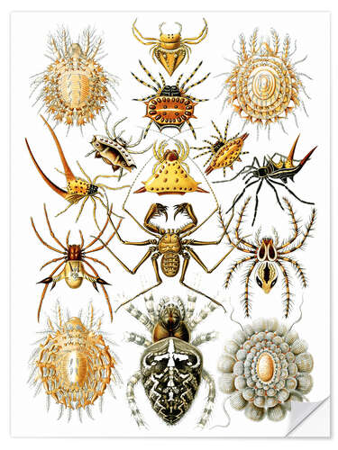 Wall sticker Arachnids, Arachnida (Art Forms in Nature, 1899)