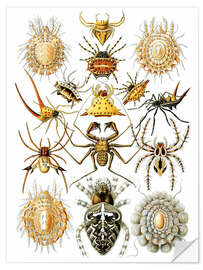 Wall sticker Arachnids, Arachnida (Art Forms in Nature, 1899)