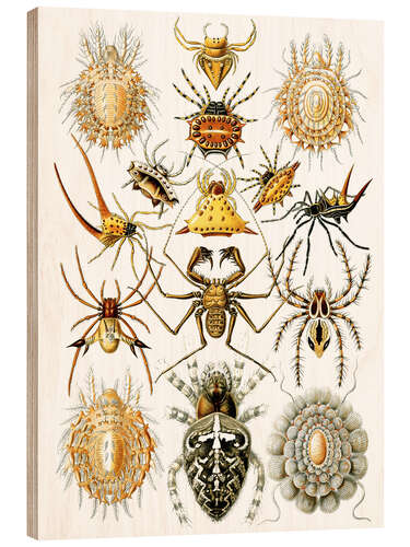 Trebilde Edderkoppdyr, Arachnida (Naturens kunstformer, 1899)