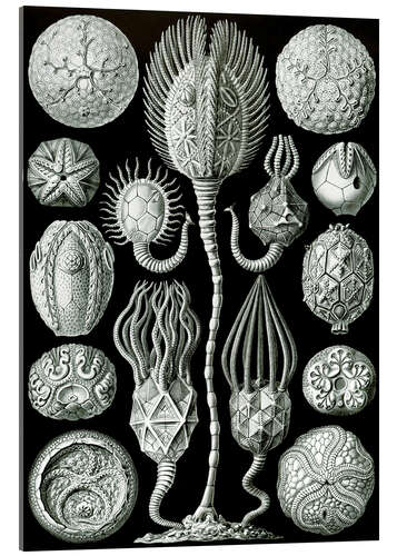 Tableau en verre acrylique Cystoidea (Formes artistiques de la nature, 1899)