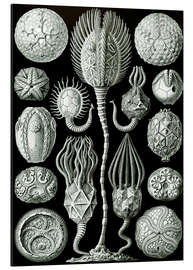 Tableau en aluminium Cystoidea (Formes artistiques de la nature, 1899)